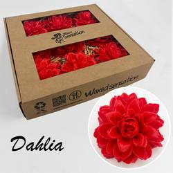 Seiden Wachs Dahlia rot