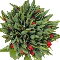 Tulpe rot Red Stone 44 Gramm