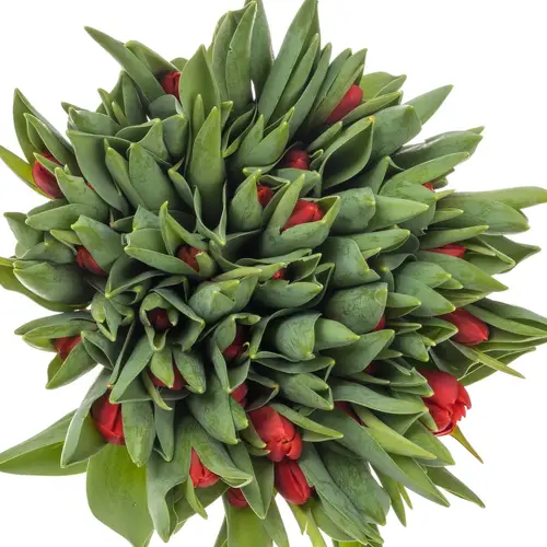 Tulpe rot Red Stone 44 Gramm