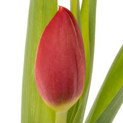 Tulpe rot Red Stone 44 Gramm