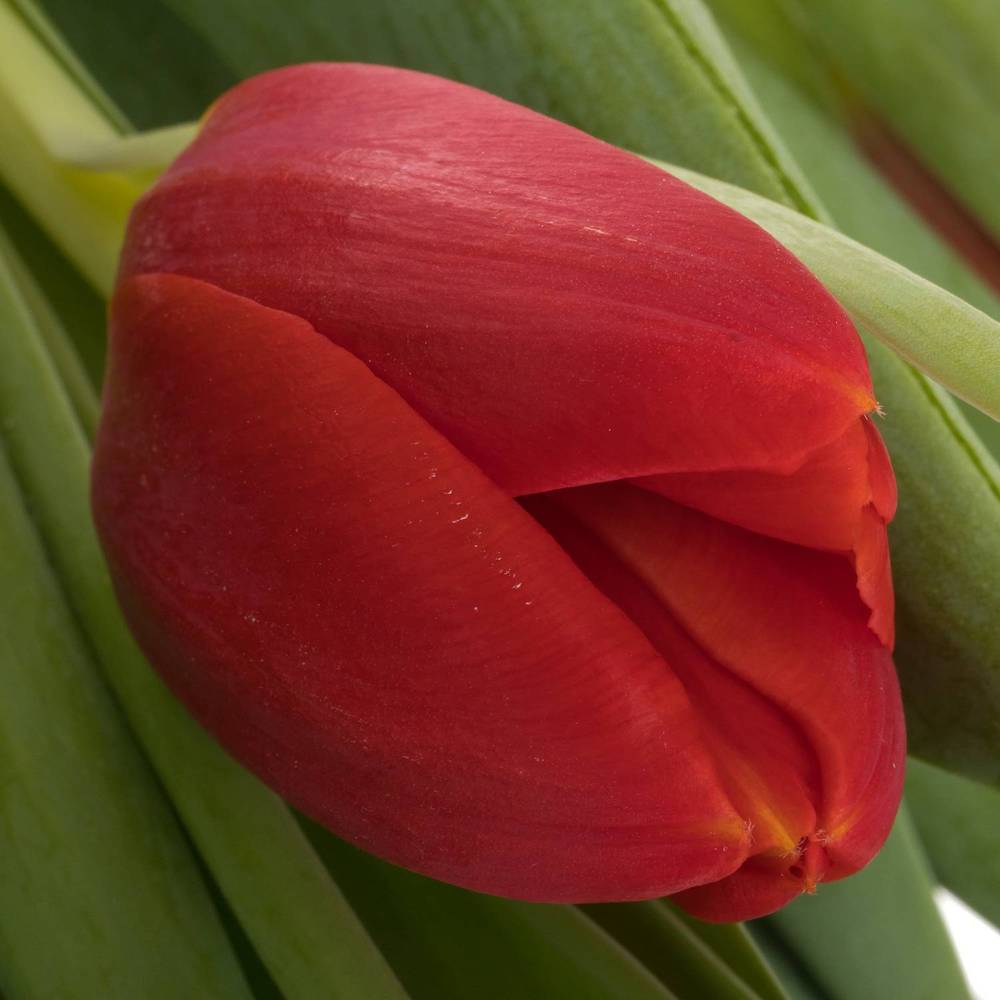 Tulpe rot Red Stone 44 Gramm