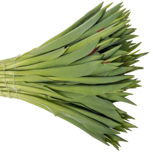 Tulpe rot Red Stone 44 Gramm