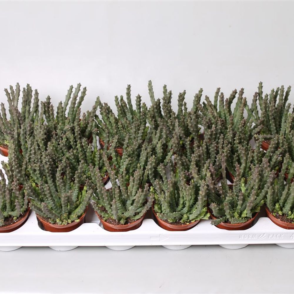 Stapelia Scitula T08 H12