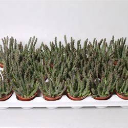Stapelia Scitula T08 H12