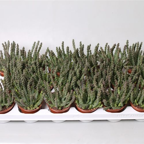 Stapelia Scitula T08 H12