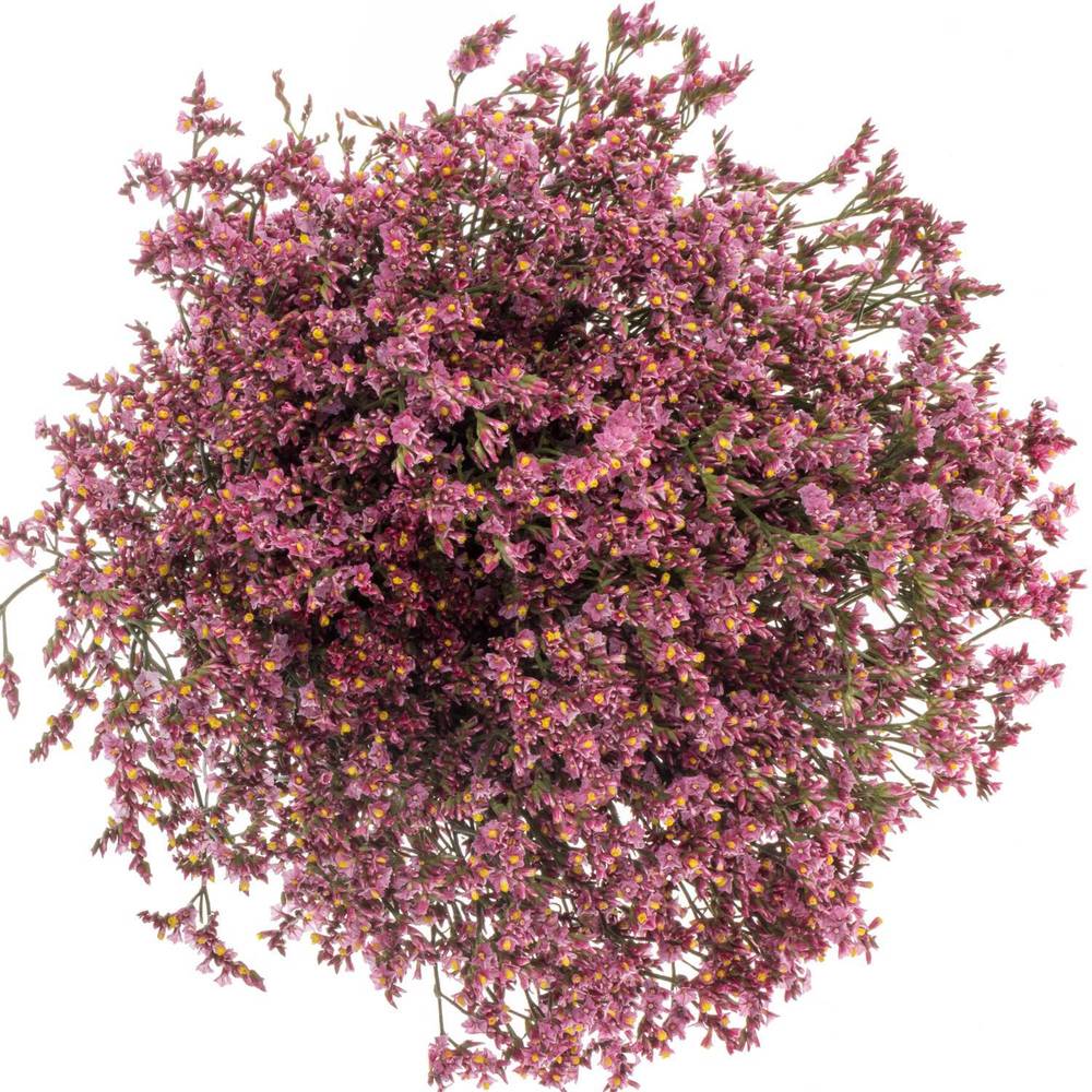 Limonium rosa Pink Beauty 35 Gramm 70cm