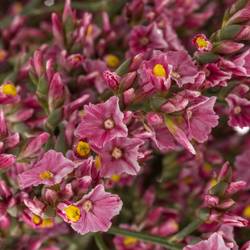 Limonium rosa Pink Beauty 35 Gramm 70cm