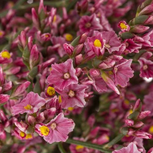 Limonium rosa Pink Beauty 35 Gramm 70cm