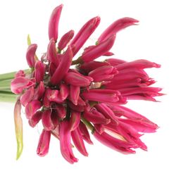 Nerine rosa Favourite 60cm