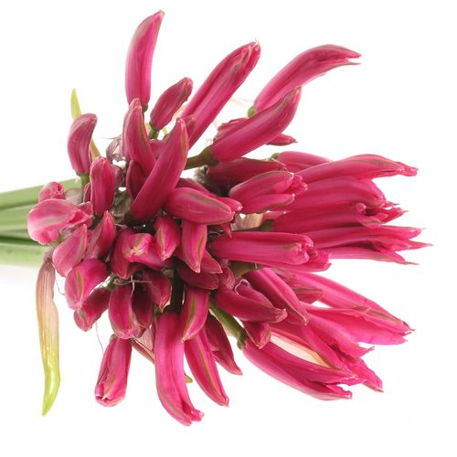 Nerine rosa Favourite 60cm