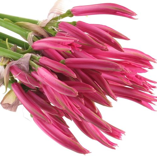 Nerine rosa Favourite 60cm