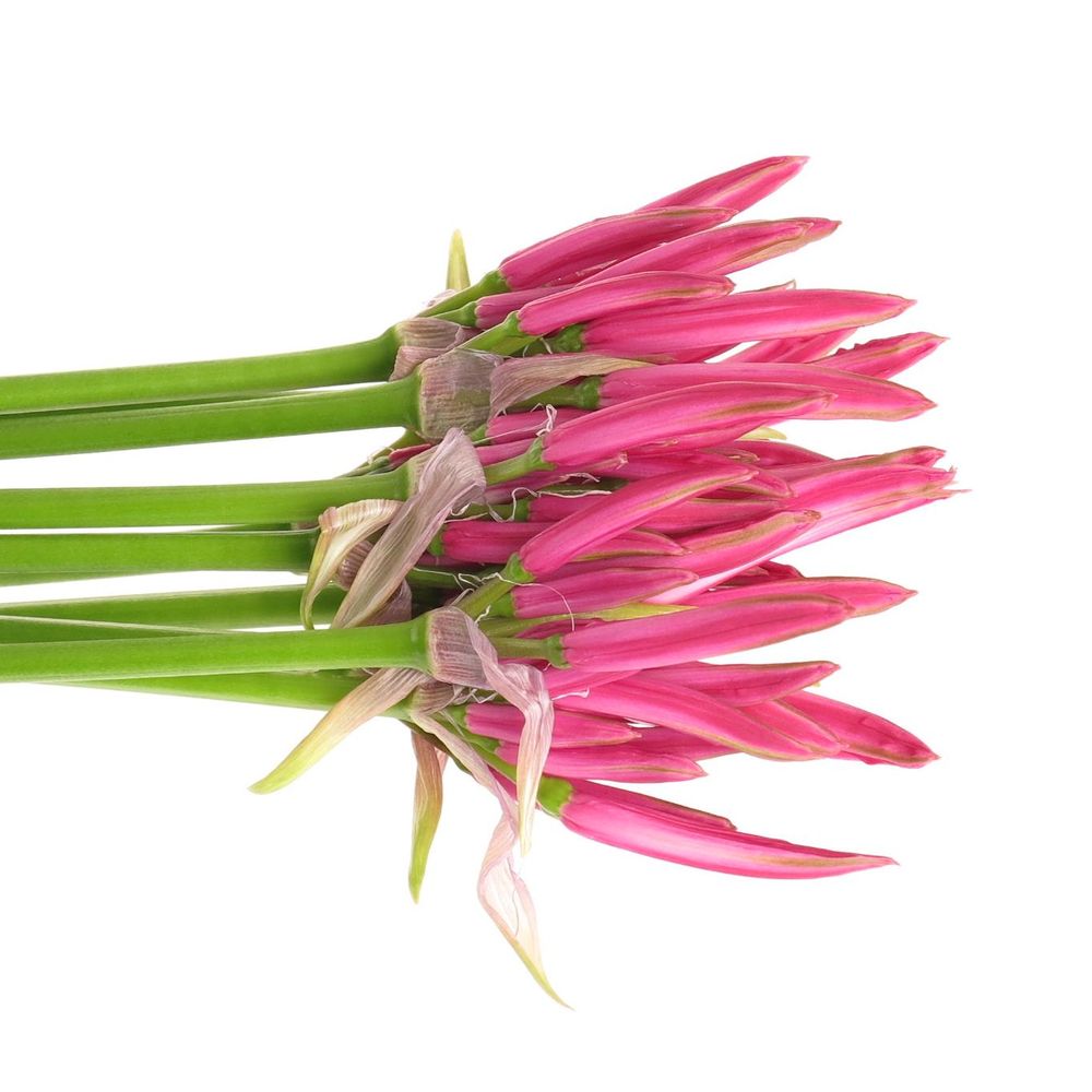 Nerine rosa Favourite 60cm