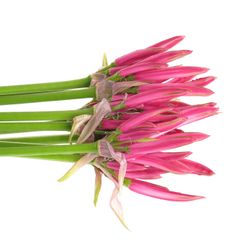 Nerine rosa Favourite 60cm