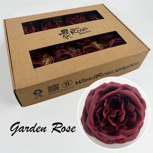 Seiden Wachs Gartenrose weinrot