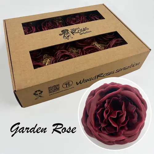 Seiden Wachs Gartenrose weinrot