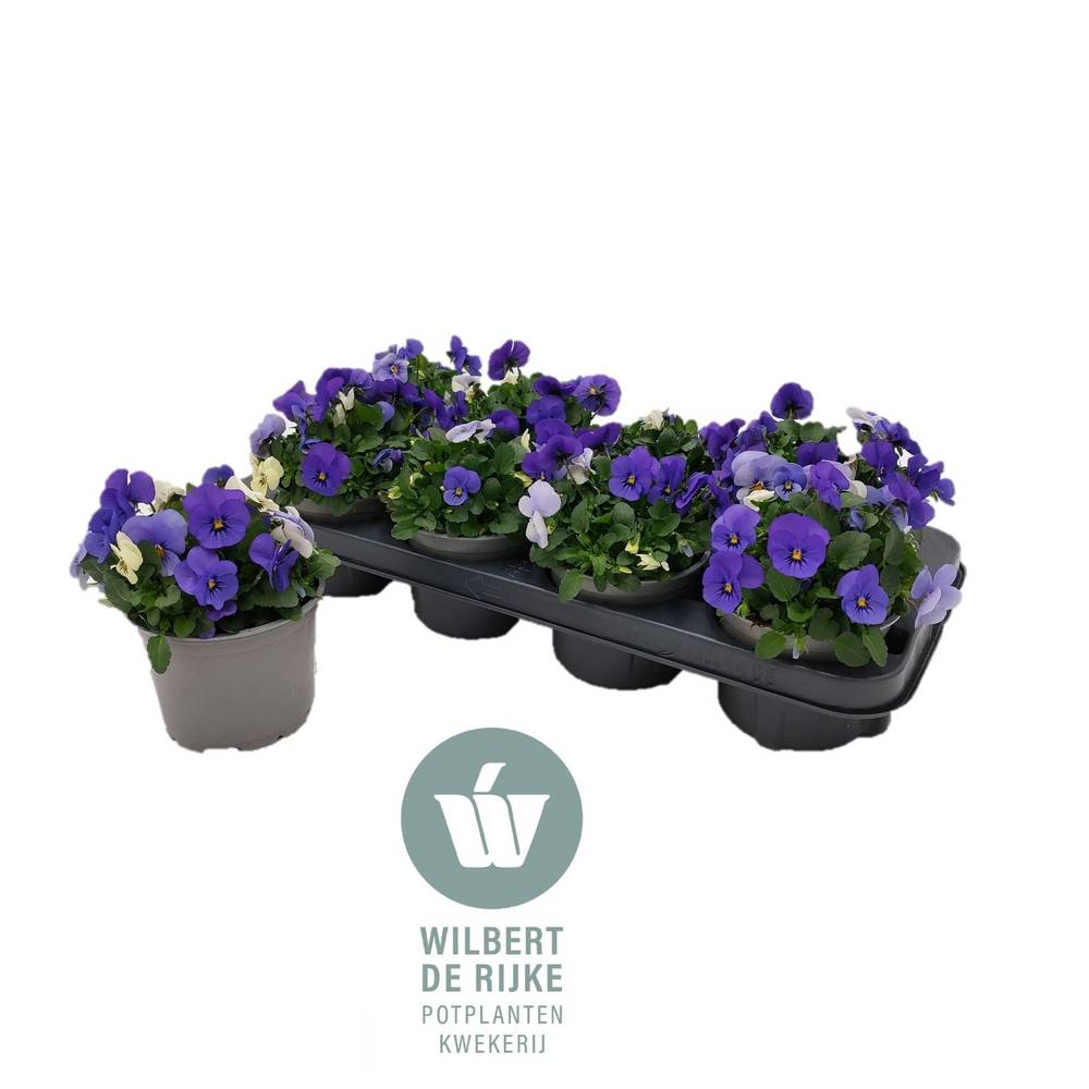 Hornveilchen mix Athens T12 H018