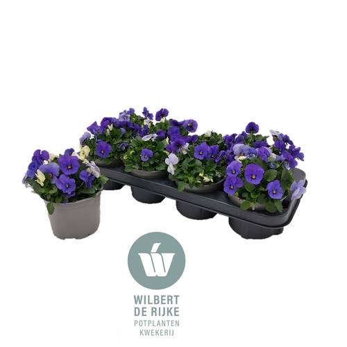 Hornveilchen mix Athens T12 H018