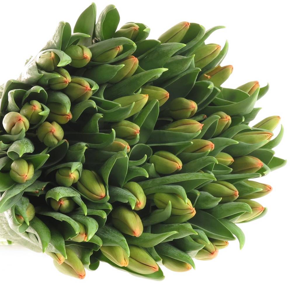 Tulpe orange Juice 44 Gramm