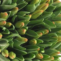 Tulpe orange Juice 44 Gramm