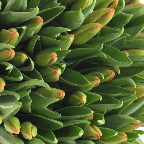 Tulpe orange Juice 44 Gramm