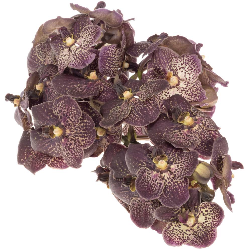 Vanda dunkel lila/hell gelb Chocolate 2-3 Stiele 16Blüte