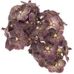 Vanda dunkel lila/hell gelb Chocolate 2-3 Stiele 16Blüte
