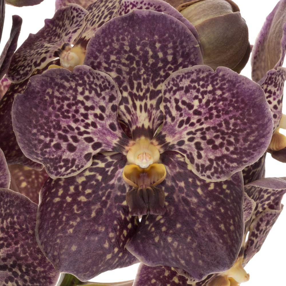 Vanda dunkel lila/hell gelb Chocolate 2-3 Stiele 16Blüte