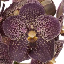Vanda dunkel lila/hell gelb Chocolate 2-3 Stiele 16Blüte