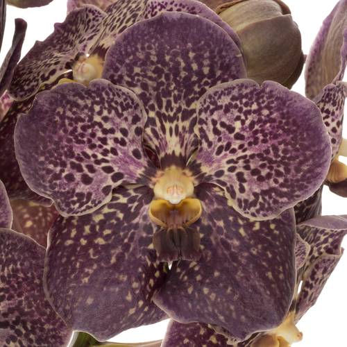 Vanda dunkel lila/hell gelb Chocolate 2-3 Stiele 16Blüte