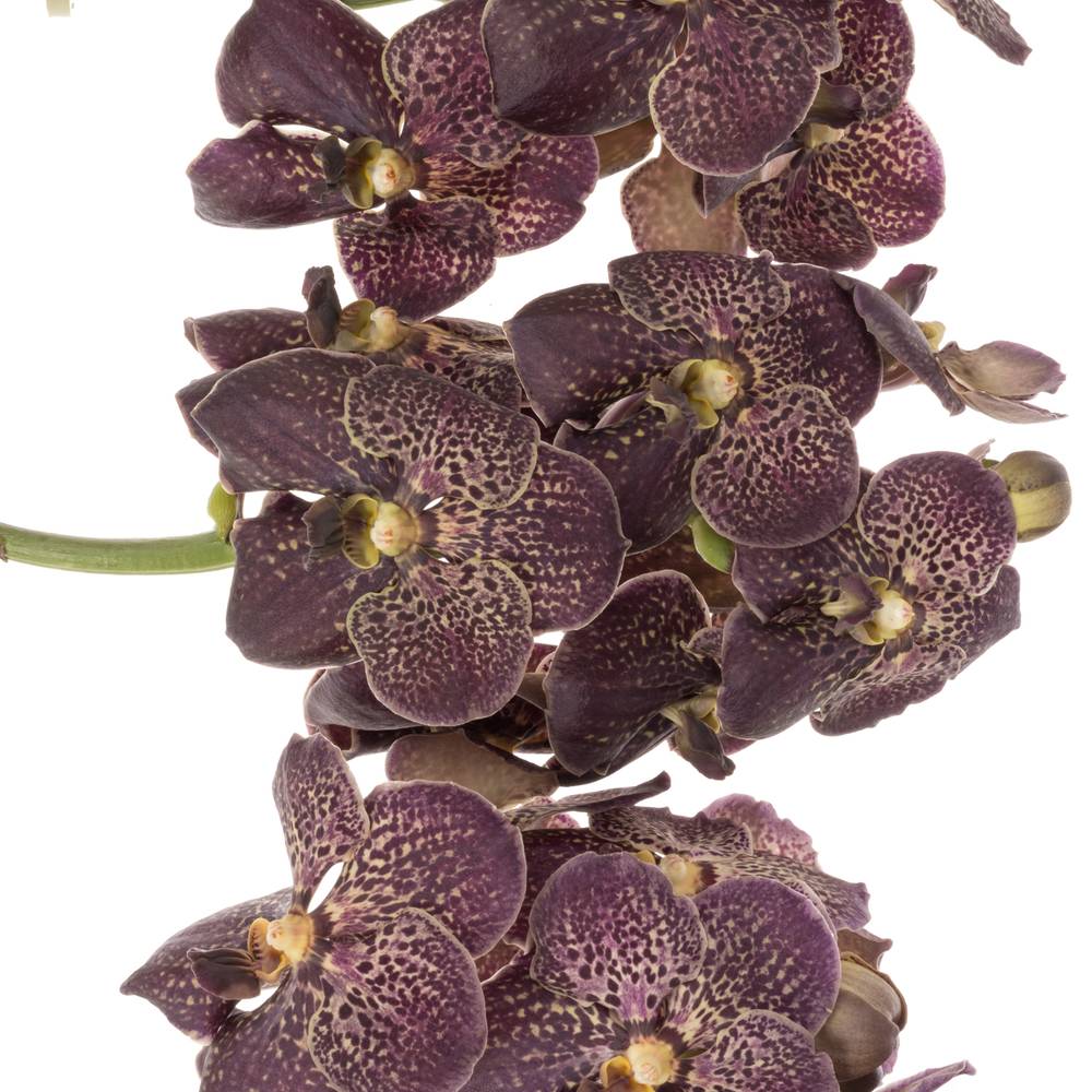 Vanda dunkel lila/hell gelb Chocolate 2-3 Stiele 16Blüte