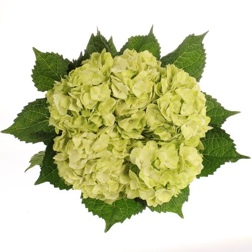 Hortensie grün Kolumbia 60cm