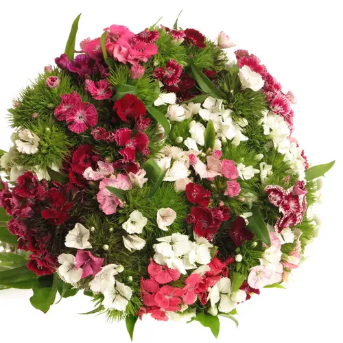 Bartnelke mix pro bund X5 35cm