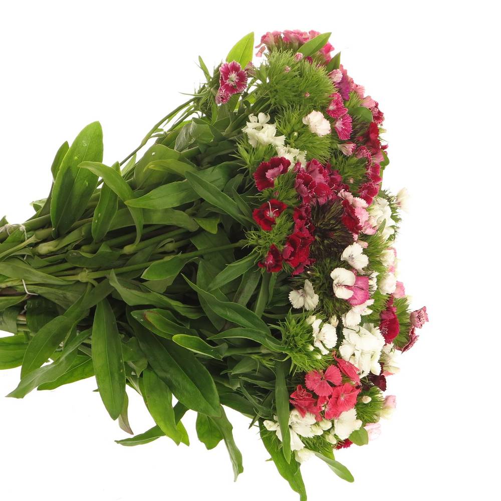 Bartnelke mix pro bund X5 35cm