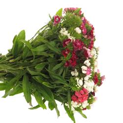 Bartnelke mix pro bund X5 35cm