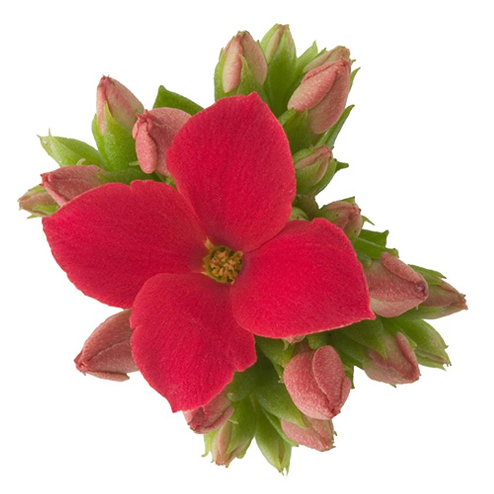 Kalanchoe Einfachbl. rot T06 H008