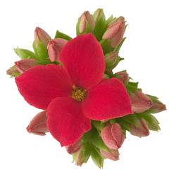 Kalanchoe Einfachbl. rot T06 H008