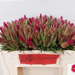 Godetia fuchsia Grace Red 30cm