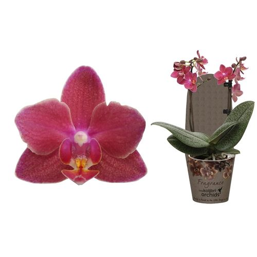 Phal.2-R lila Violett Kolibri T09 H30