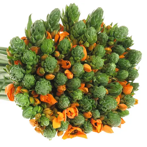 Ornithogalum orange Sunshine 50cm