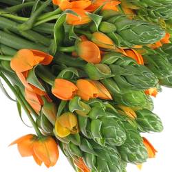 Ornithogalum orange Sunshine 50cm