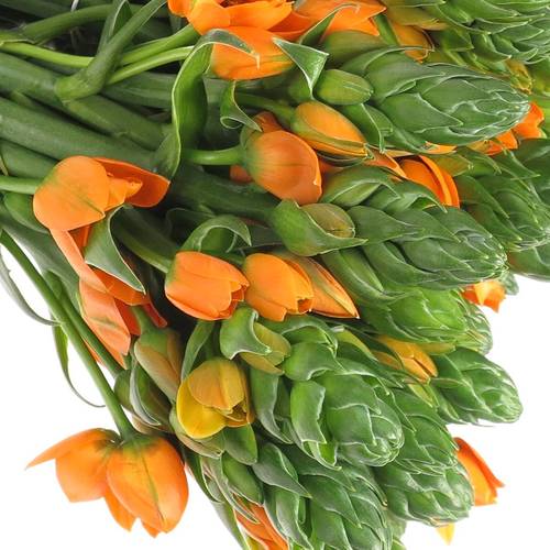 Ornithogalum orange Sunshine 50cm