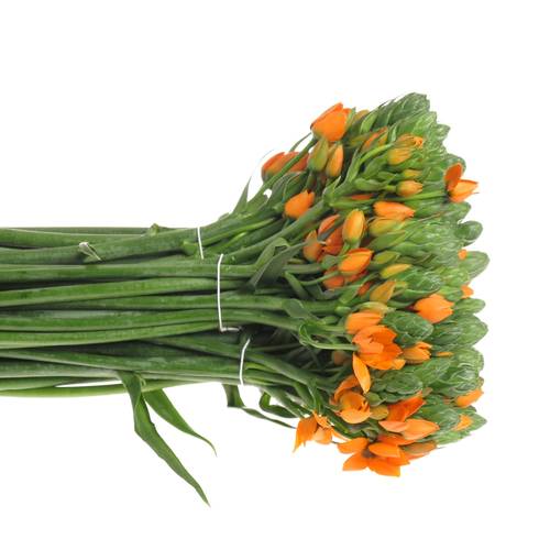 Ornithogalum orange Sunshine 50cm