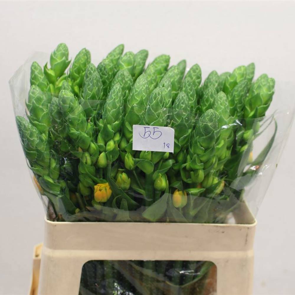 Ornithogalum gelb Volcan Sol 55cm