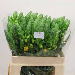 Ornithogalum gelb Volcan Sol 55cm