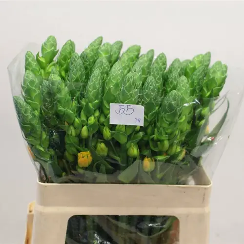 Ornithogalum gelb Volcan Sol 55cm