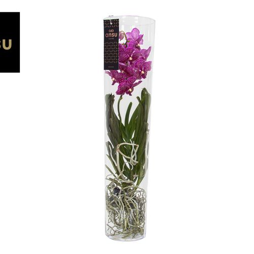 Vanda fuchsia Michelle Glas T17 H70