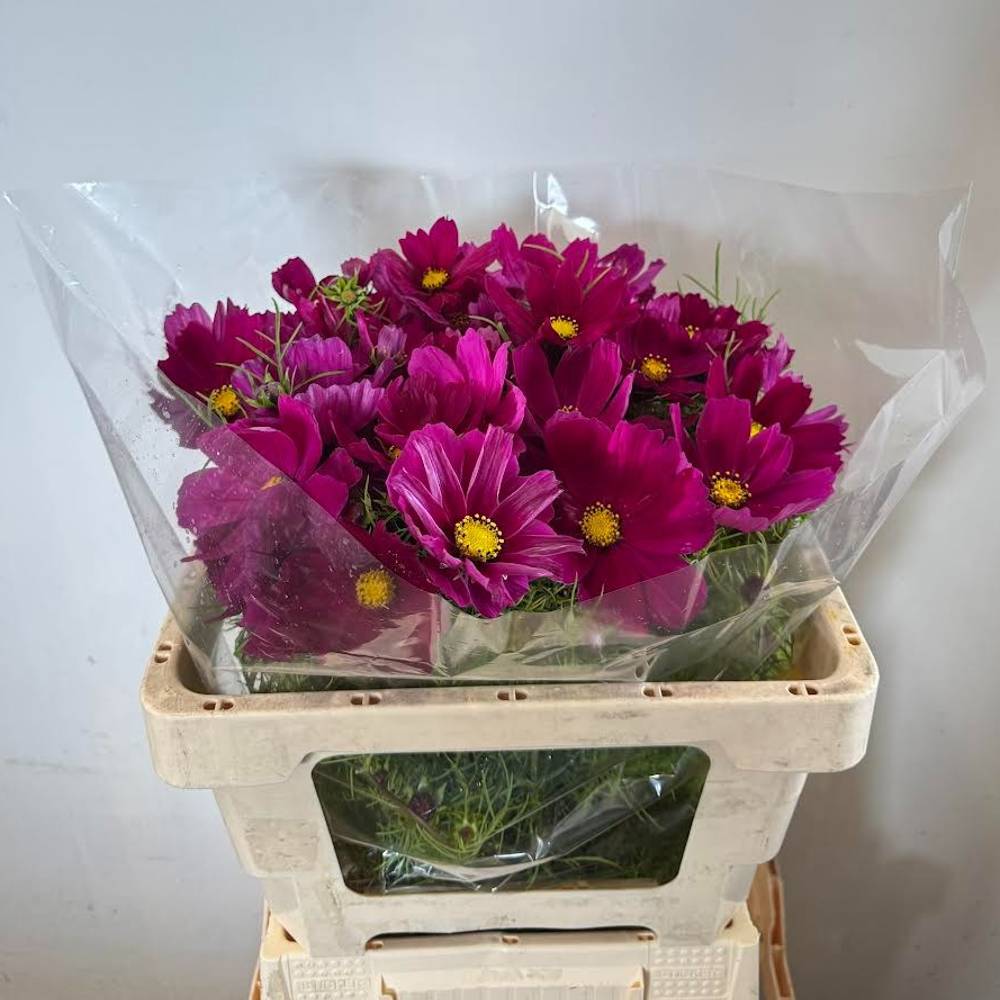 Cosmos fuchsia Red 65cm