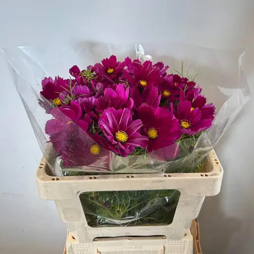 Cosmos fuchsia Red 65cm
