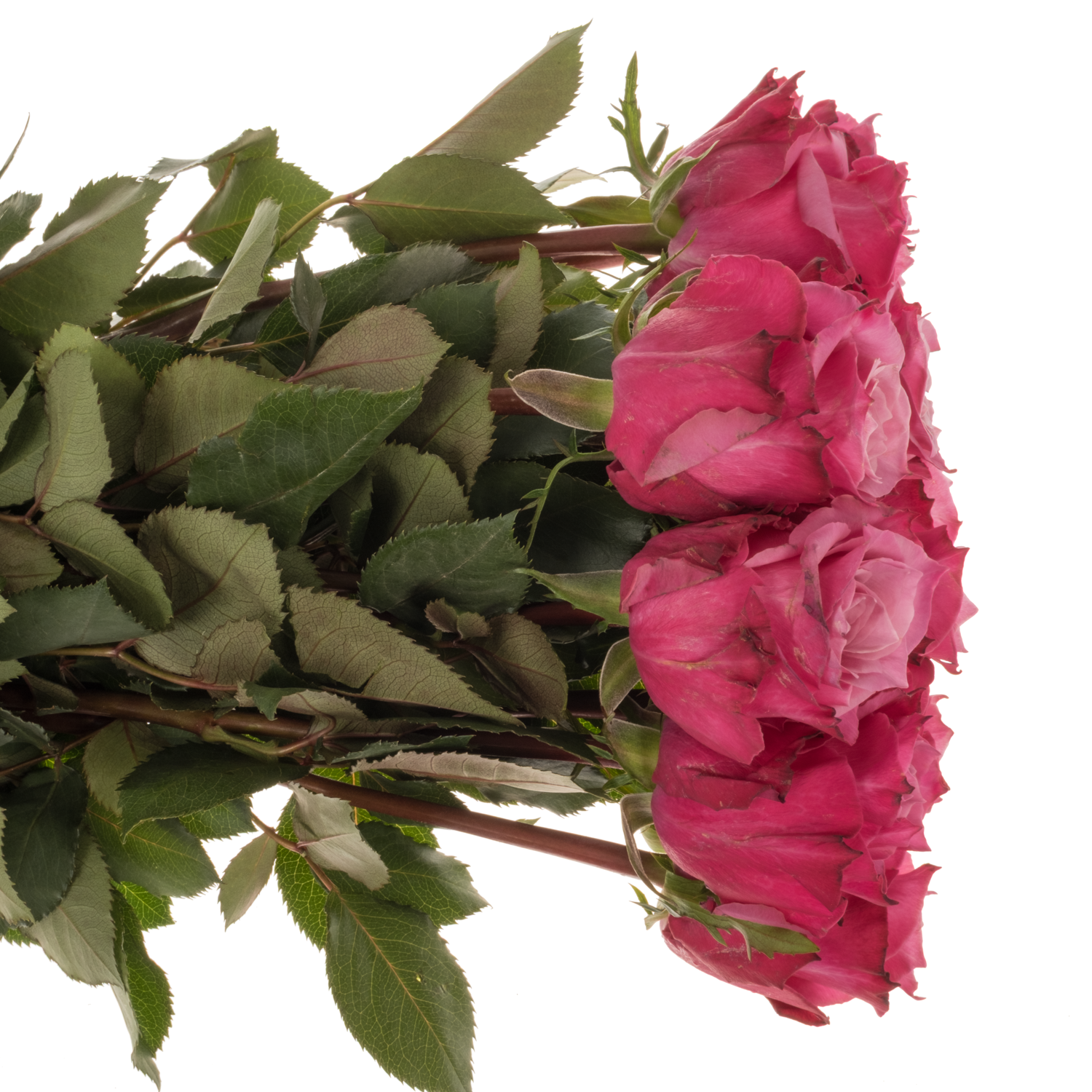 Rose fuchsia/rosa Eudora 60cm