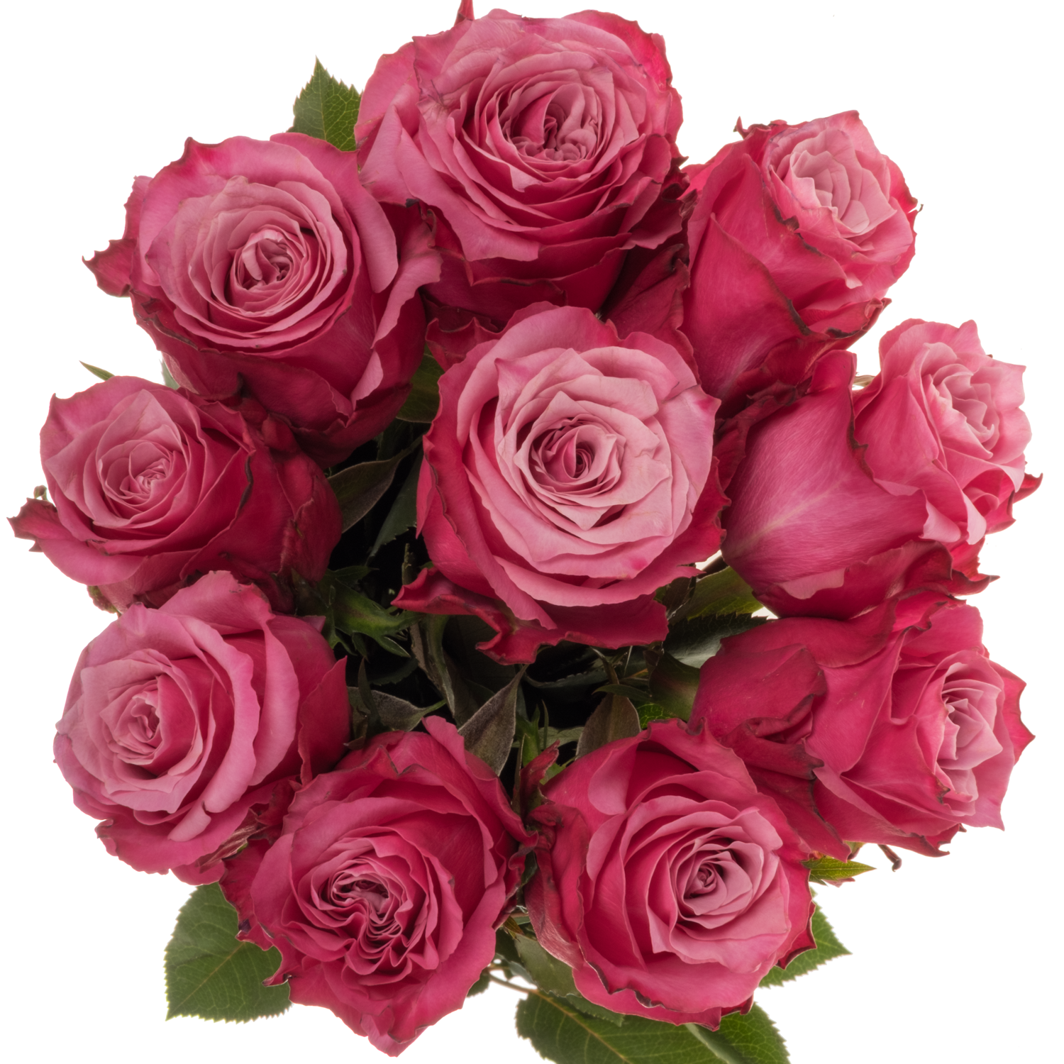 Rose fuchsia/rosa Eudora 60cm